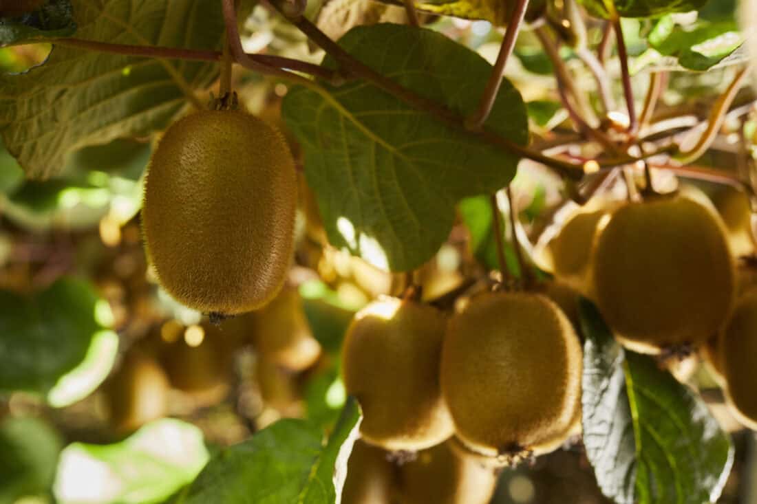 zespri
