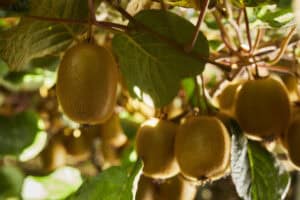 zespri