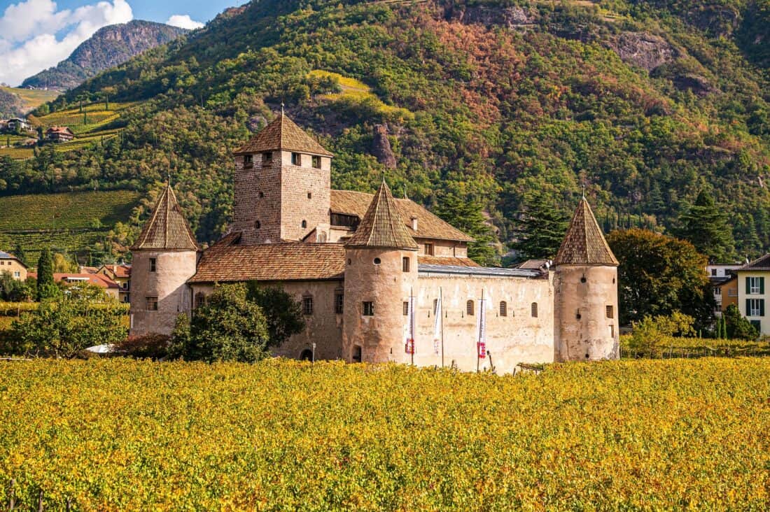 viñedo