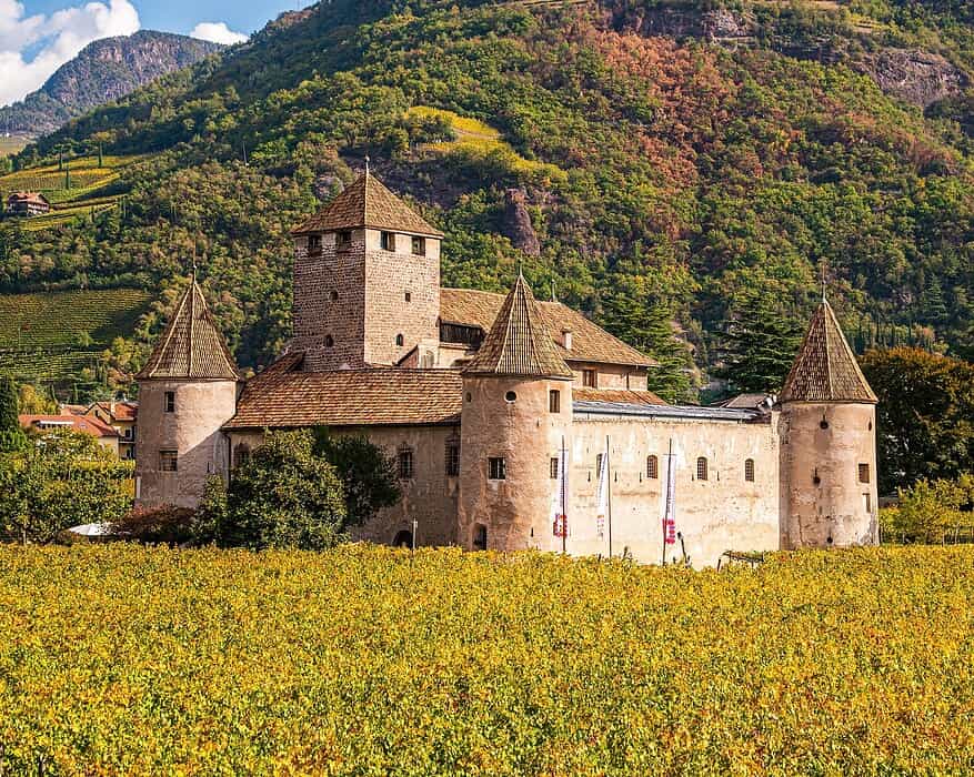 viñedo