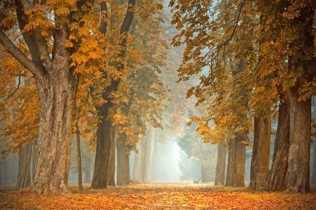 bosques espectacualres