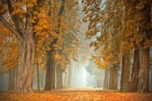 bosques espectacualres