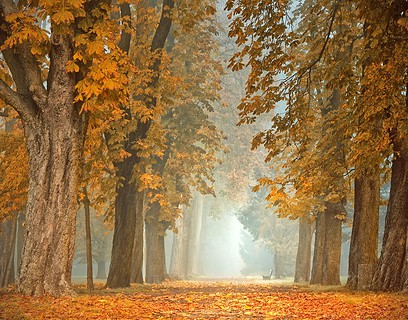 bosques espectacualres