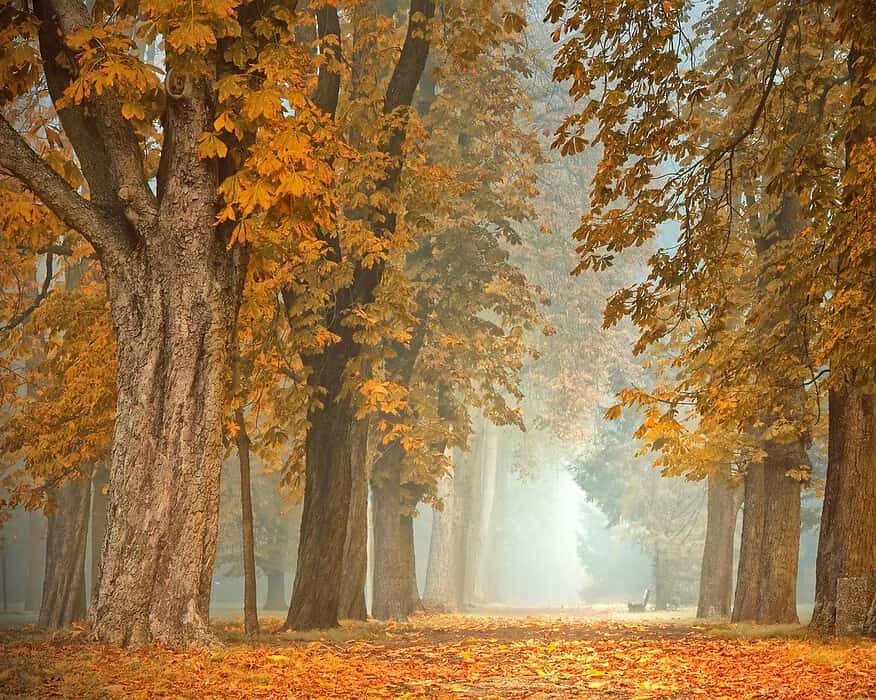 bosques espectacualres